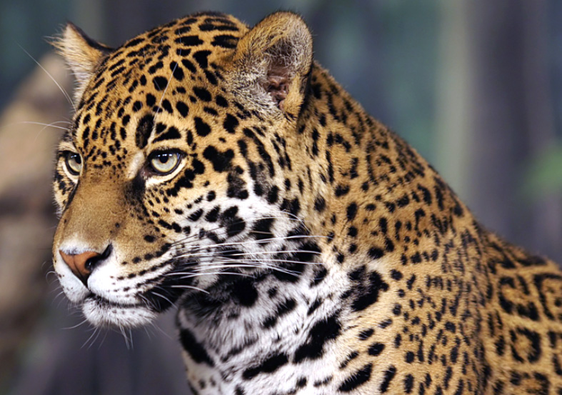 Le Jaguar, espèce endémique d'Amérique du sud