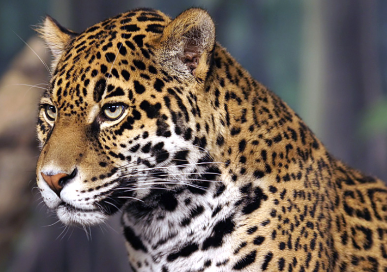 Le Jaguar, espèce endémique d'Amérique du Sud.