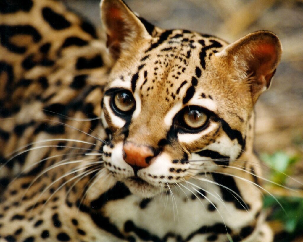 Ocelot, animal perou