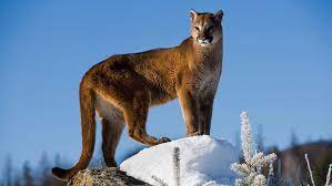 Le Puma, félin d'Amérique du Sud