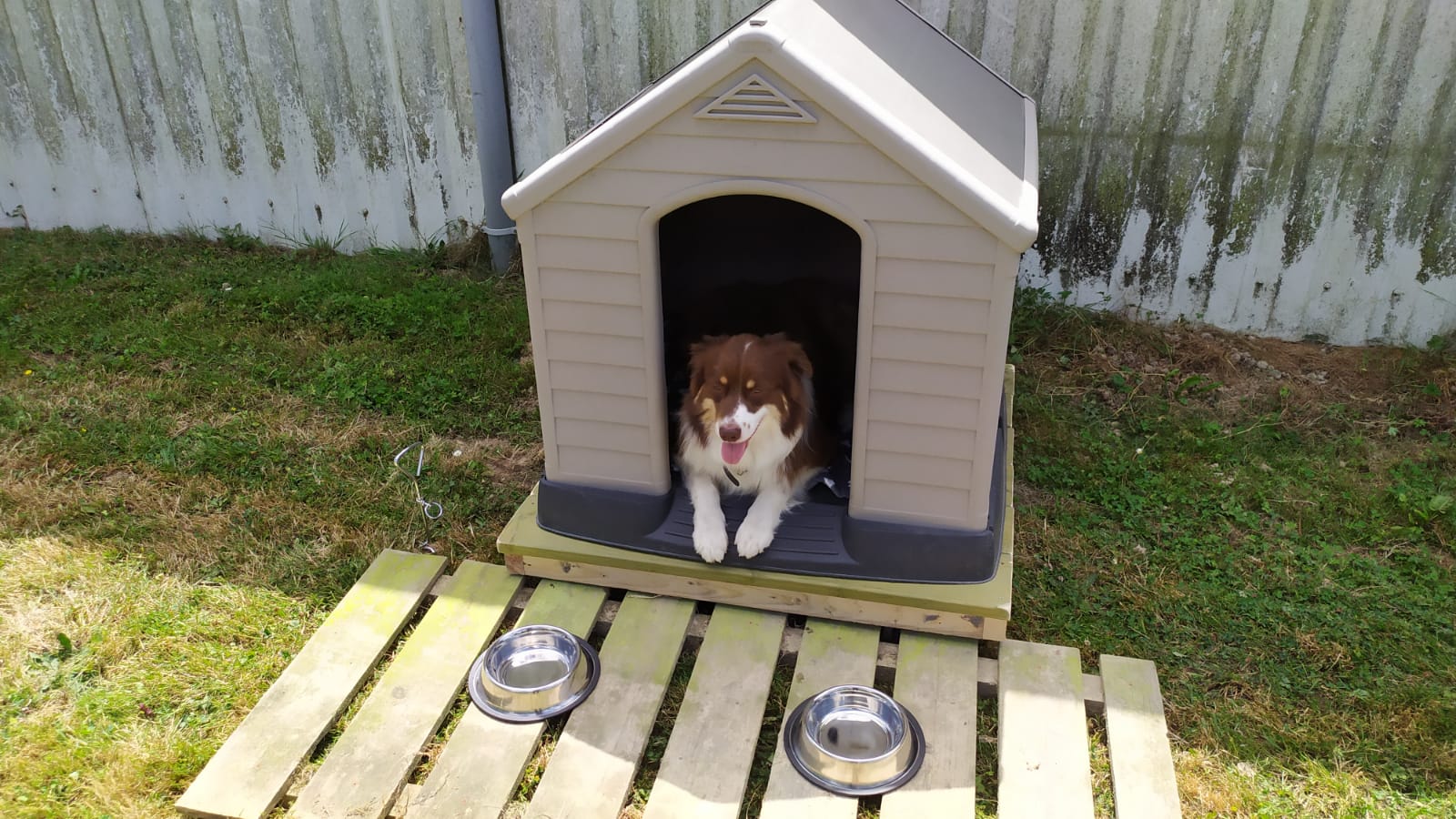 Venir avec un chien - Enigmaparc, parc de loisirs couvert, Rennes 35